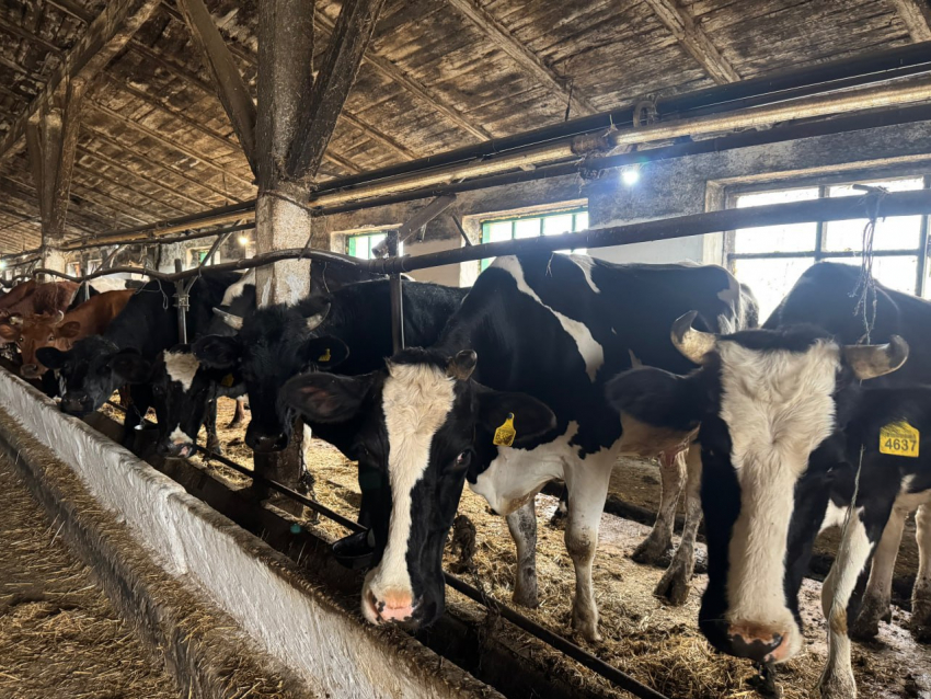 Более трети крупного скота в Херсонщине оказалась «без документов»