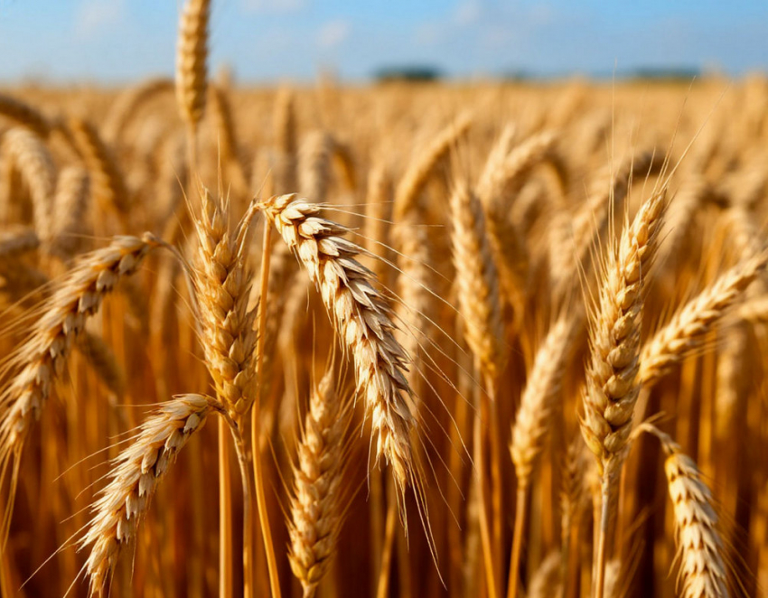 В Херсоне вскрылось мошенничество с 1,3 млн рублей на аграрных субсидиях