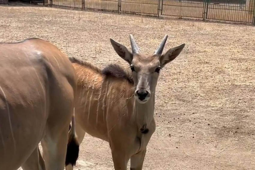 Впервые за 10 лет в «Аскании-Нова» родился редчайший детёныш антилопы канна
