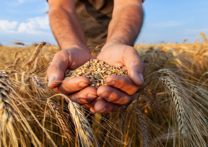 Херсонская область возобновила экспорт зерна впервые за три года