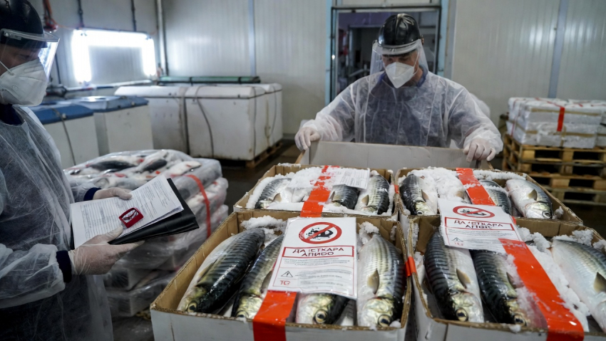 5 тонн заражённой чилийской ставриды пытались провезти в магазины Херсонщины
