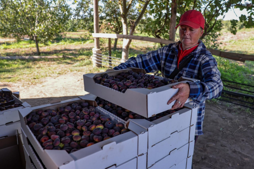 Экзотические плоды выращивают в Херсонской области