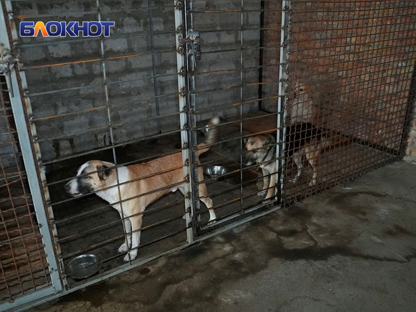 Полсотни оголодавших псов могут захватить улицы Херсона