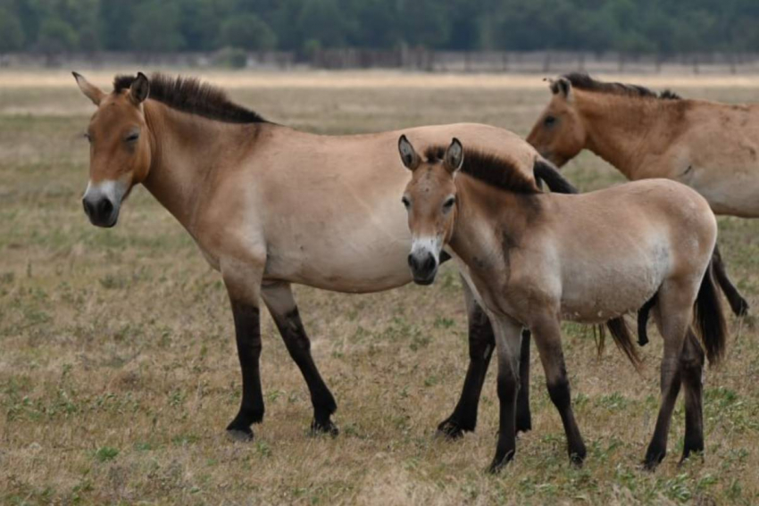 В Херсонской области спасают вымирающий вид лошадей