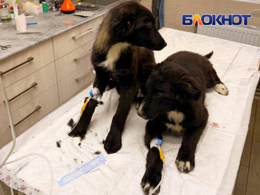 В геническом приюте «Лапка» вспышка смертельной чумки