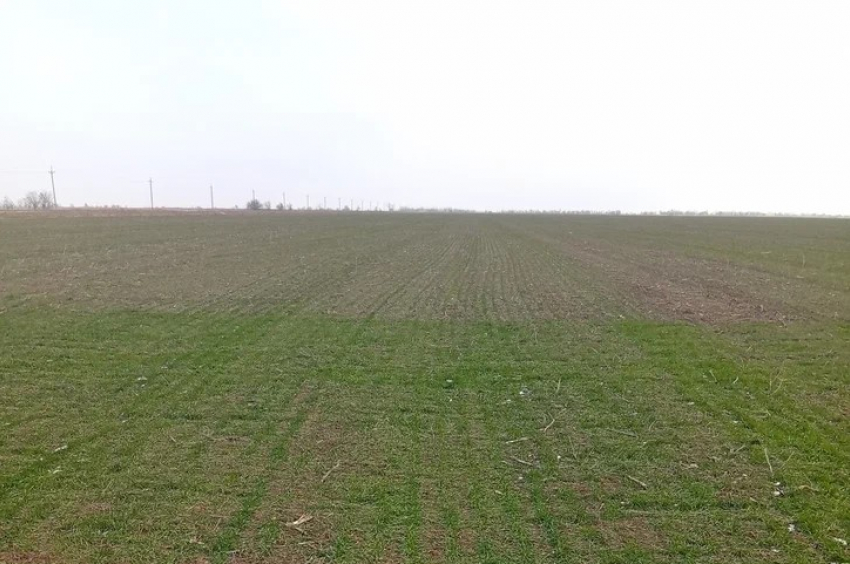 Россельхозцентр проверил 50 тысяч гектаров земель Херсонской области на наличие вредителей