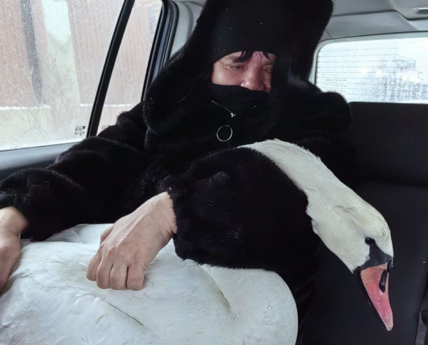 В Херсонской области активисты спасли замерзшего лебедя