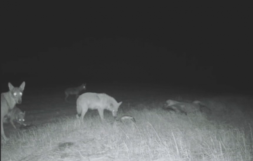 Дикие волки вернулись в степи Херсонщины, редкие кадры и тревожный сигнал