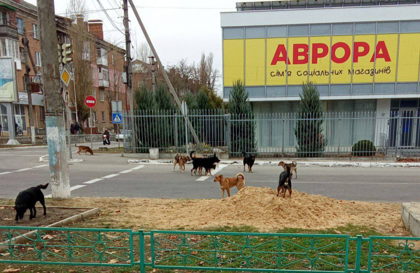 В Новой Каховке заметили нашествие бродячих собак