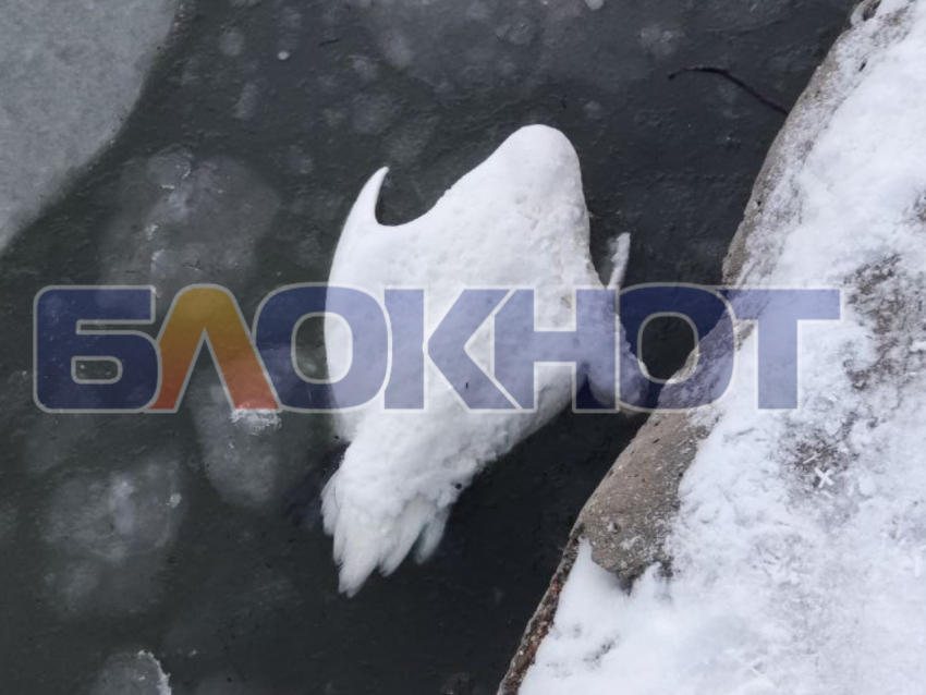 Первый случай гибели от птичьего гриппа подтвердили в Скадовском округе