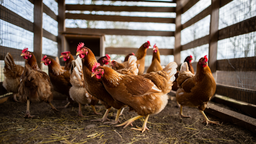 Херсонцам предложили топить дома куриным помётом